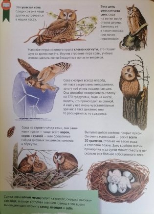 Кто где живёт? Звери и птицы леса фото книги 5