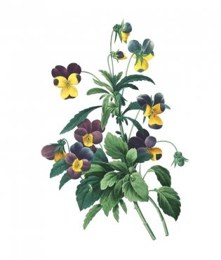 Instant Wall Art Vibrant Botanical Prints фото книги 3