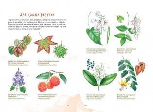 Деревья. Атлас-определитель фото книги 6