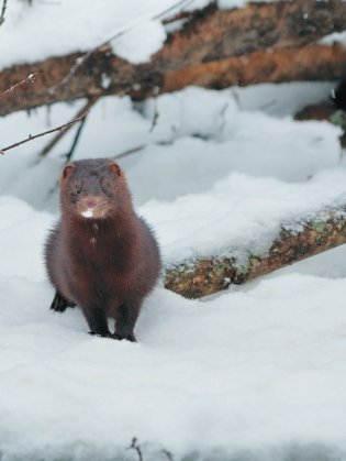 Чарующий мир природы. Березинский биосферный заповедник фото книги 5