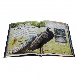 Гигантская детская энциклопедия фото книги 10