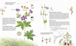 Софи в мире цветов фото книги 6