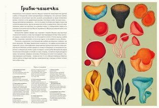 Грибариум фото книги 3