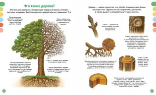 Жизнь леса фото книги 3