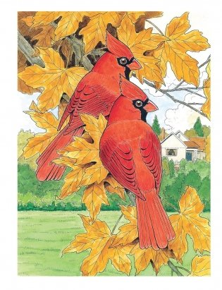 Creative Haven Glorious Songbirds Coloring Book фото книги 14