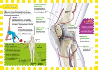 Тело человека фото книги 2