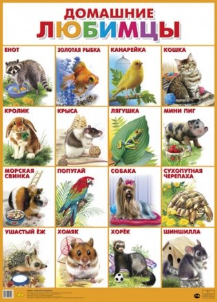 Домашние любимцы. Плакат фото книги