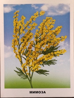 Обучающие карточки. Садовые цветы фото книги 2