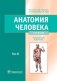 Анатомия человека. Учебник. В 2 т. Т. 2 фото книги маленькое 2