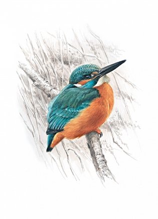 Птицы. Крылатые чудеса природы фото книги 7