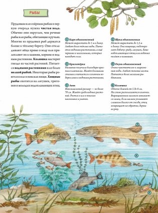 Животные и растения рек, озёр и морей. BIObook А. Толмачёва фото книги 8