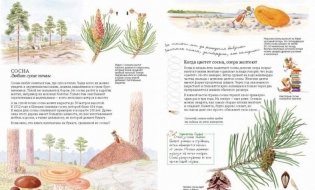 Софи в мире деревьев фото книги 8