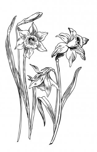 Зачарованный сад. Мини-раскраска-антистресс для творчества и вдохновения (обновленное издание) фото книги 13