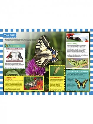 Бабочки. Детская энциклопедия фото книги 6