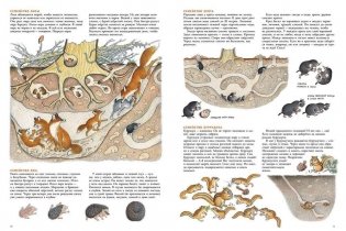 В лесу фото книги 3