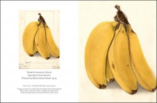 Fruit: Selections from the USDA Pomological Watercolor Collection (Tiny Folio) фото книги 3