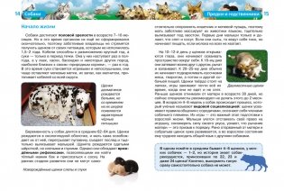 Собаки фото книги 4