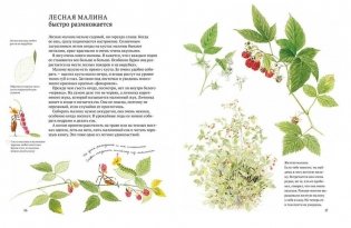 Софи в мире ягод фото книги 4