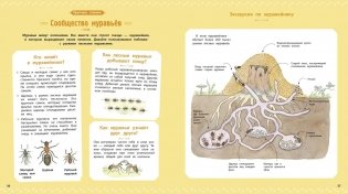 Насекомые и другие маленькие животные фото книги 5