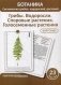 Ботаника. Систематика грибов, водорослей, растений. Блок 1: Грибы. Водоросли. Споровые растения. Голосеменные растения. 23 гербарных карточки фото книги маленькое 2
