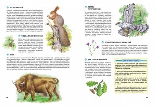 Природа России. Иллюстрированная энциклопедия фото книги 5