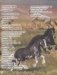 Энциклопедия. Лошади фото книги маленькое 3