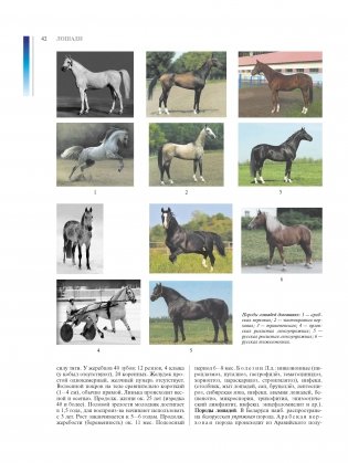 Ветеринарная энциклопедия. Том 2. К-Я фото книги 5