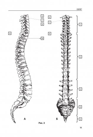 Анатомия человека. Компактный атлас-раскраска фото книги 10