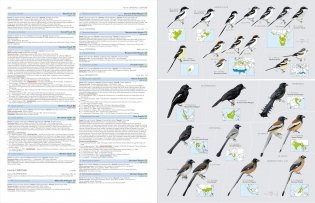 HBW and Birdlife International Illustrated Checklist of the Birds of the World Vol.2 фото книги 4