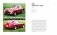 A Dream in Red Ferrari by Maggi & Maggi: A photographic journey through the finest cars ever made фото книги маленькое 5