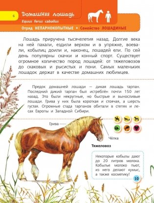 Домашние животные фото книги 7