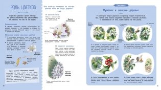 Деревья и кустарники фото книги 4