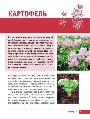 Картофель и капуста. Секреты урожая от Октябрины Ганичкиной фото книги 5