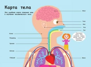 Человеческое тело. Невероятное путешествие вокруг и внутри фото книги 11