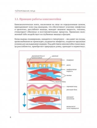 Тейпирование лица. Эффективная методика омоложения без хирургии и ботокса фото книги 8
