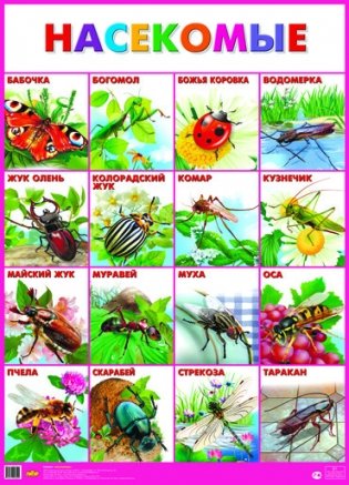 Насекомые. Плакат фото книги