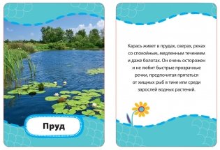 Развивающие карточки "Кто где живет? Кто что ест?", 36 карточек фото книги 3