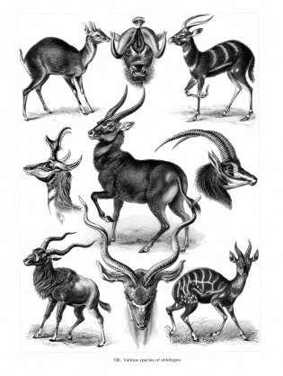 Art Forms in Nature фото книги 11