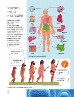 Всё о теле человека фото книги 2