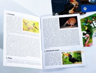 Мемо "Пернатый мир" фото книги 3