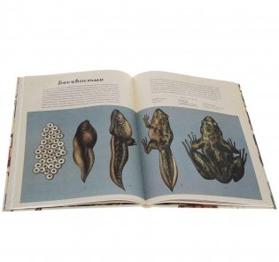 Анималиум фото книги 5