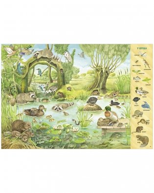 Найди и покажи. 1000 животных фото книги 12