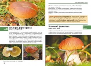 Атлас-определитель. Грибы средней полосы России фото книги 2