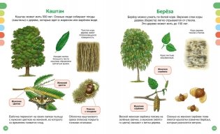 Жизнь леса фото книги 6