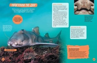 Акулы. Иллюстрированная энциклопедия фото книги 7