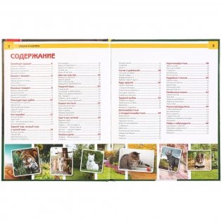 Кошки и котята фото книги 2