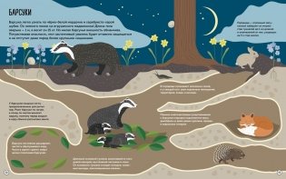 Что внутри? Как устроены дома животных фото книги 8