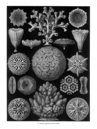 Art Forms in Nature фото книги 3