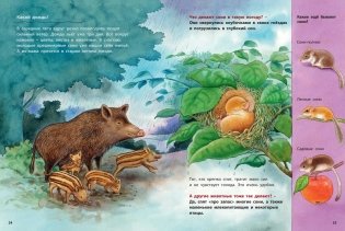 Кто такая орешниковая соня? Познавательные истории фото книги 5
