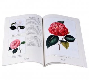 Камелии фото книги 2